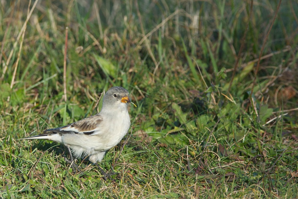 Montifringila nivalis