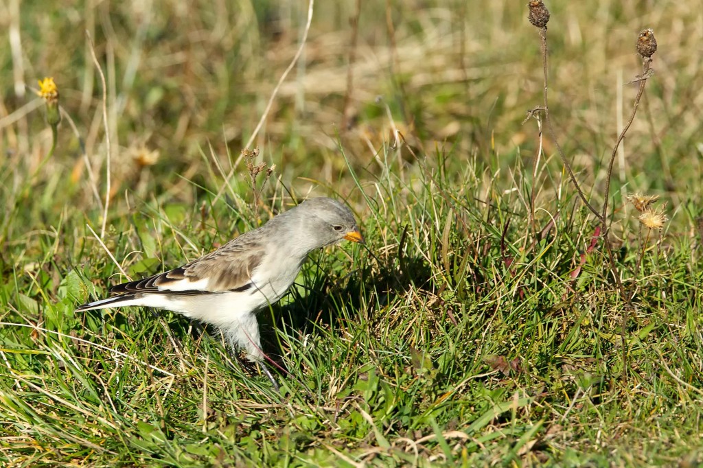 Montifringilla nivalis