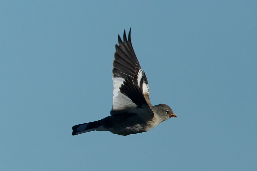 Montifringilla nivalis